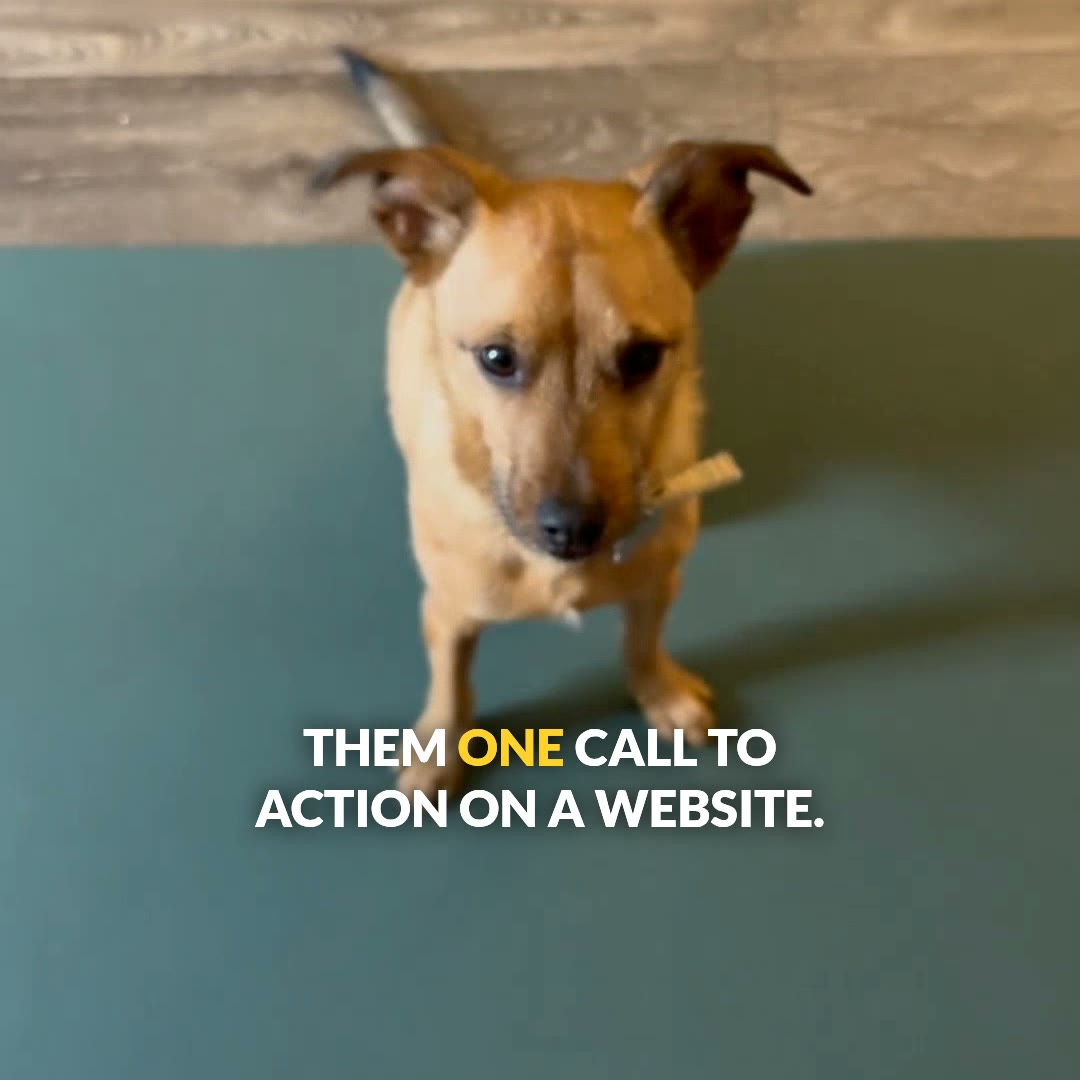 Mr. Piggy the dog: one cue, one treat